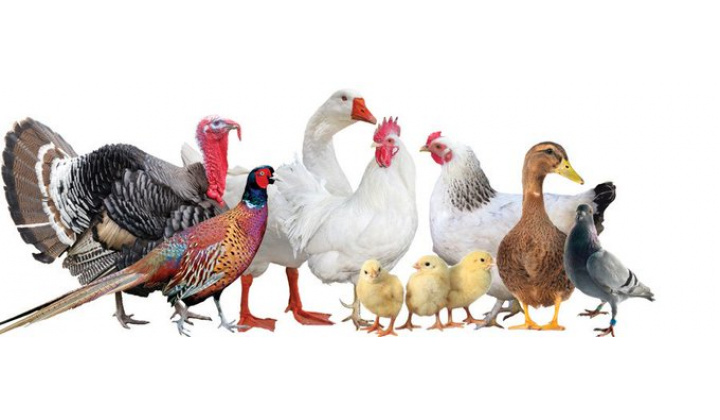 Fotka pre článok Výzva na nahlásenie chovu hydiny